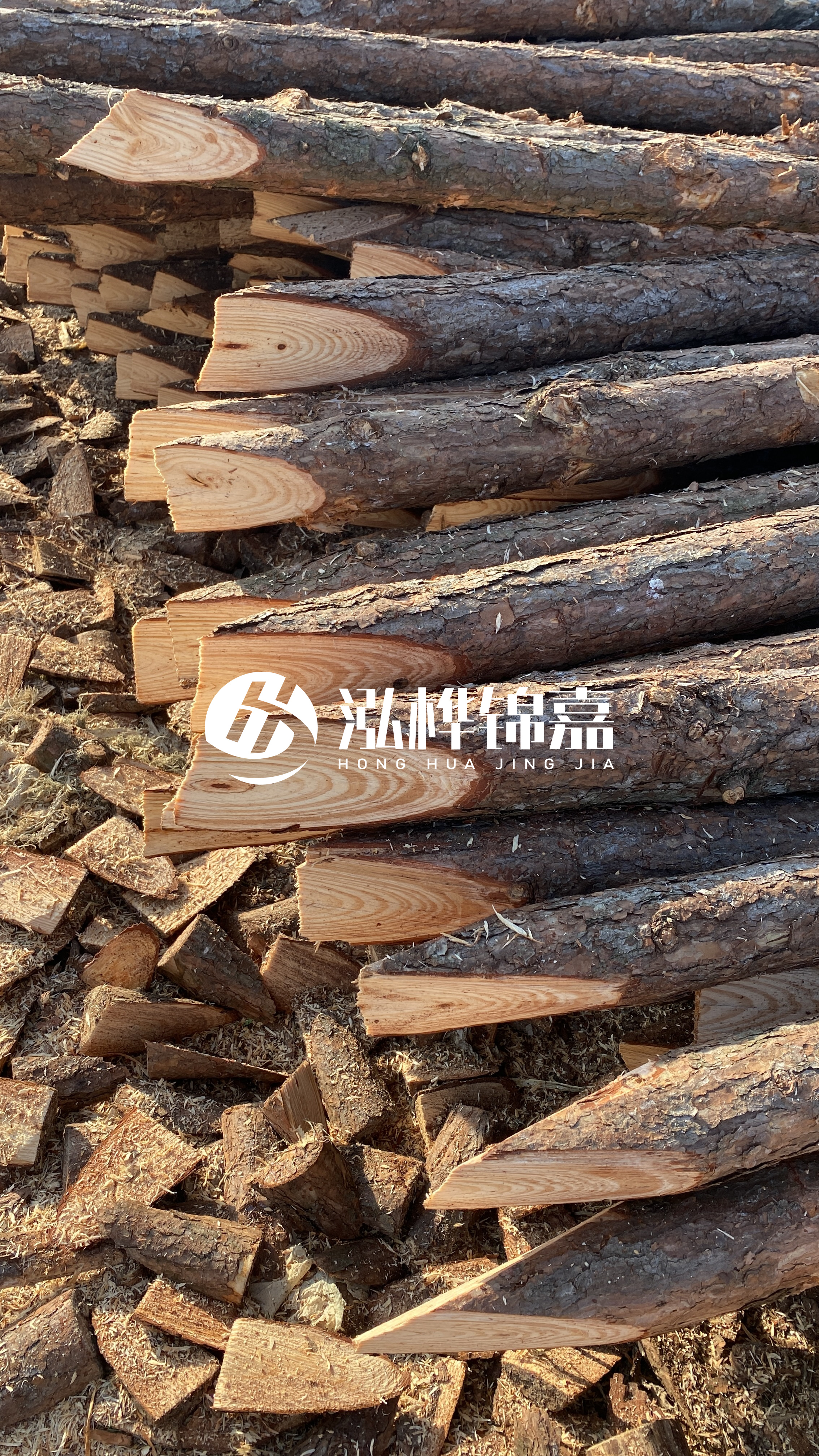 松木樁怎么分辨好壞？學(xué)會(huì)這幾招，輕松分辨松木樁好壞不踩雷！